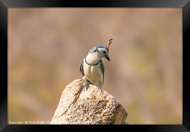 White-throated Magpie-Jay  Framed Print by Chris Rabe