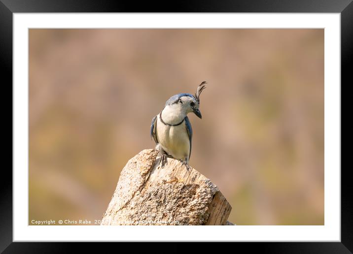 White-throated Magpie-Jay  Framed Mounted Print by Chris Rabe