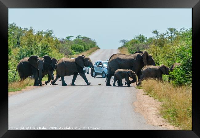 Herd of African Elephant holding up traffic Framed Print by Chris Rabe