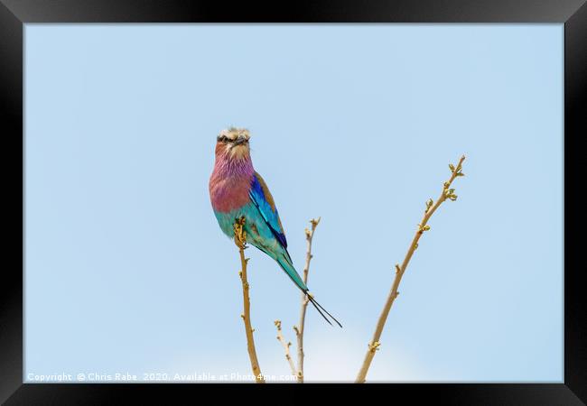 Lilac-Breasted Roller perched on a small branch Framed Print by Chris Rabe
