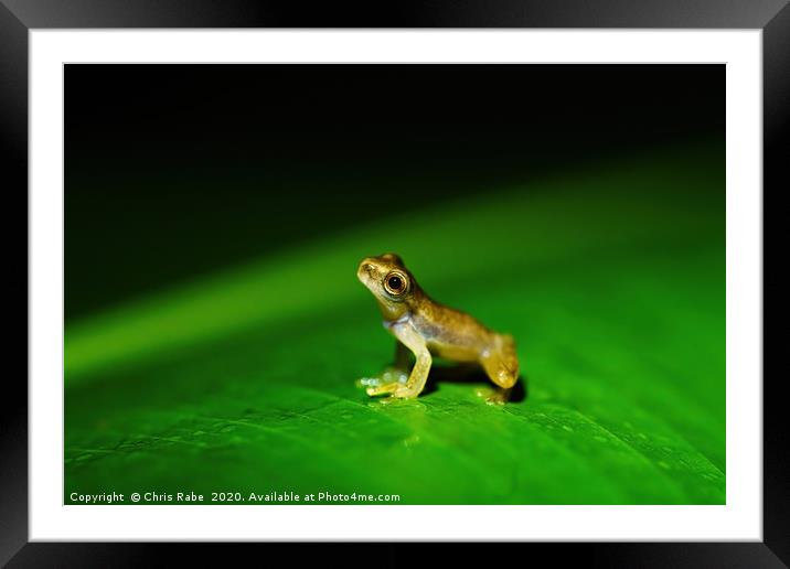 Tiny baby frog sitting on a large leaf Framed Mounted Print by Chris Rabe