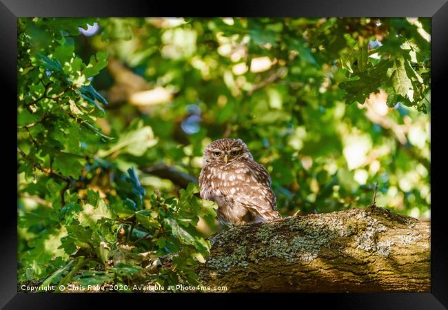 Little Owl surrounded by summer foliage Framed Print by Chris Rabe