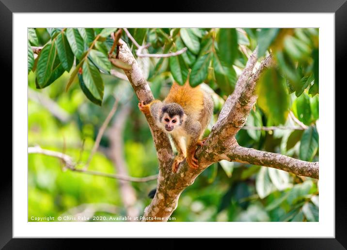 Common Squirrel Monkey looking up to camera Framed Mounted Print by Chris Rabe