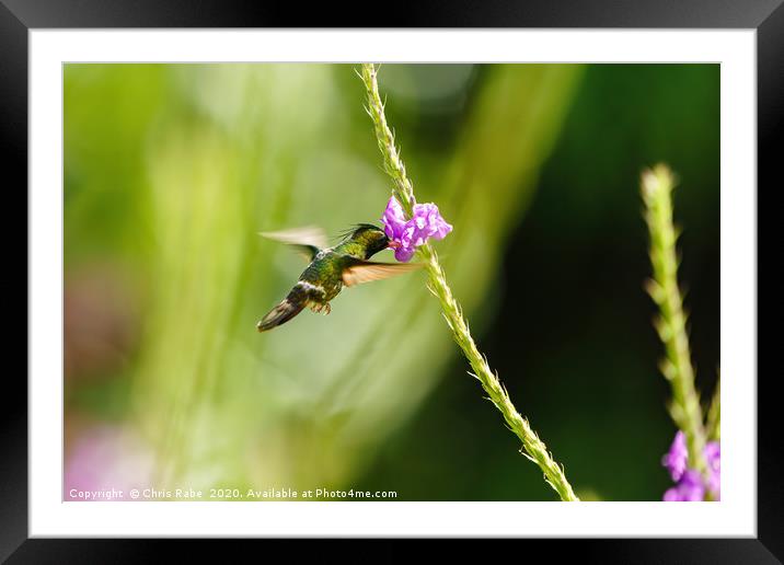 Black-crested Coquette hummingbird, feeding Framed Mounted Print by Chris Rabe