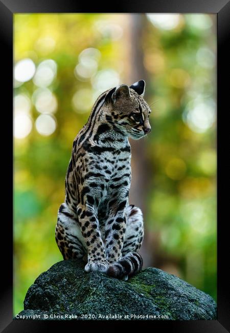 Wild Female Margay early morning in forest Framed Print by Chris Rabe