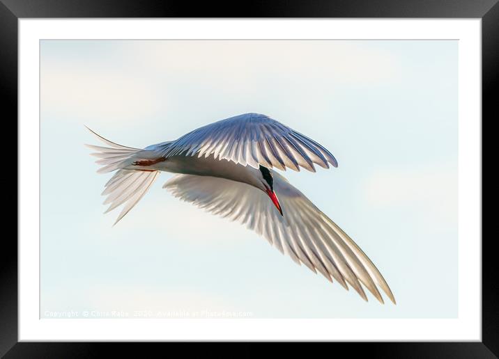 Common Tern  close-up in flight Framed Mounted Print by Chris Rabe
