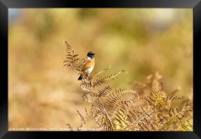 Male Stonechat  Framed Print by Chris Rabe