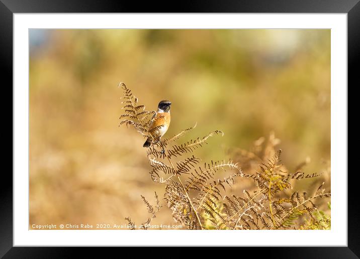 Male Stonechat  Framed Mounted Print by Chris Rabe