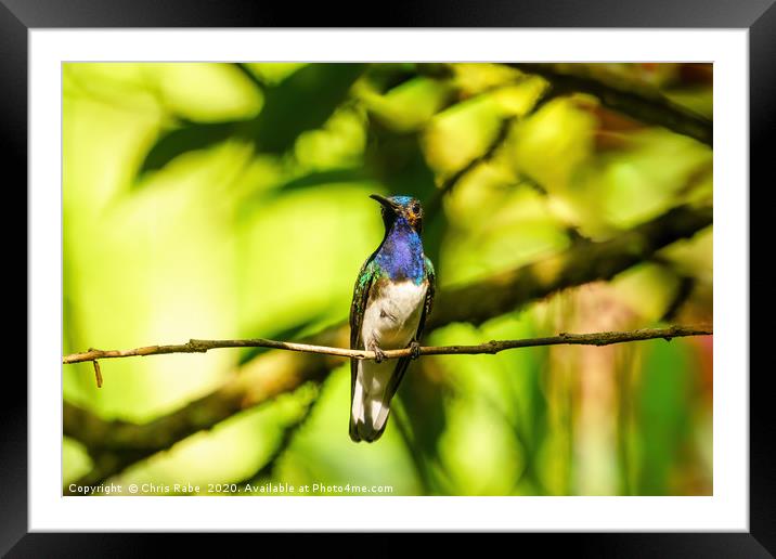 white-necked Jacobin hummingbird Framed Mounted Print by Chris Rabe