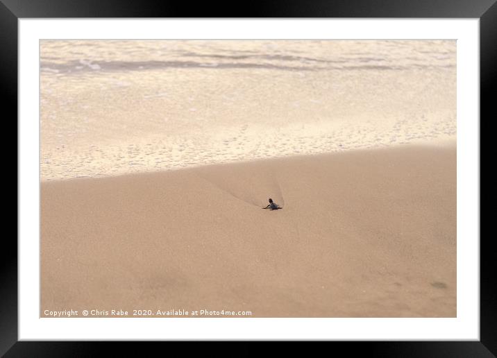 Baby Olive Ridley Turtle Framed Mounted Print by Chris Rabe