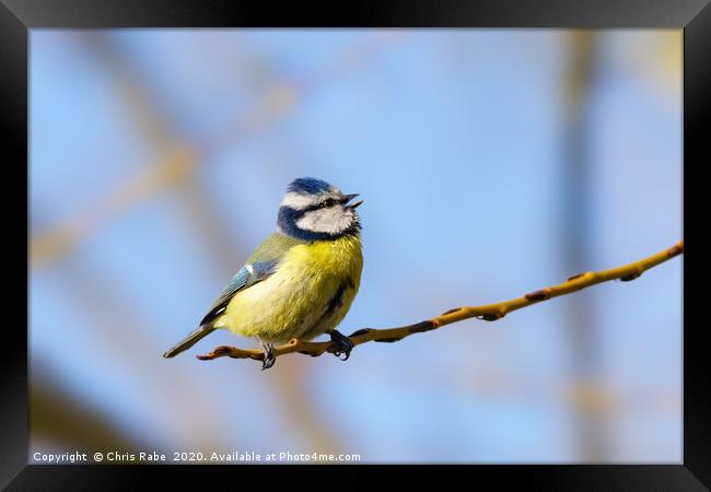Blue Tit mid song Framed Print by Chris Rabe