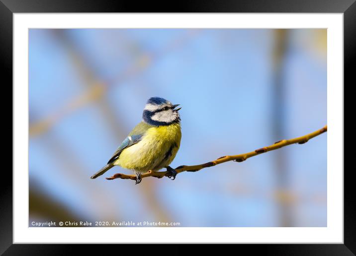 Blue Tit mid song Framed Mounted Print by Chris Rabe