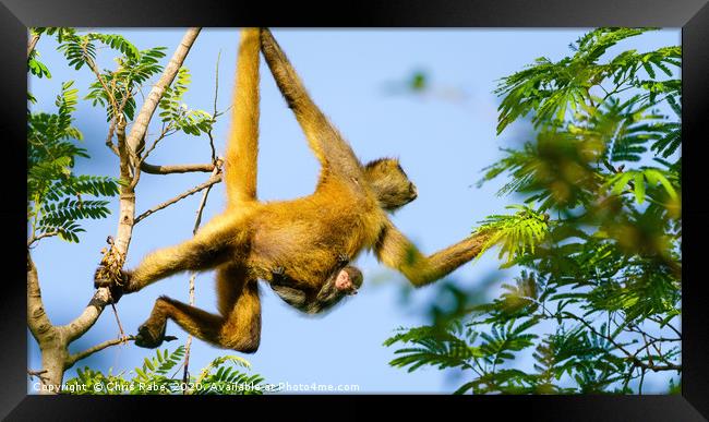 Geoffroy's spider monkey with baby Framed Print by Chris Rabe