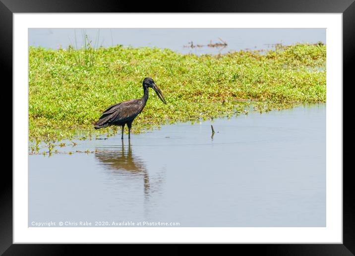 African Openbill stork Framed Mounted Print by Chris Rabe