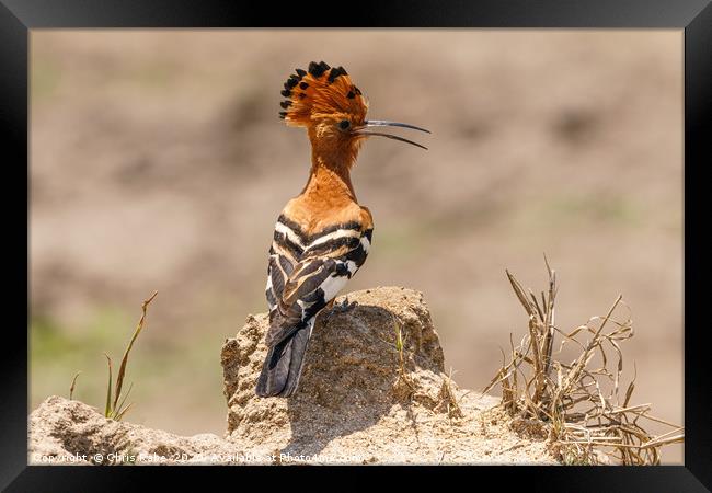 African Hoopoe standing on ground Framed Print by Chris Rabe