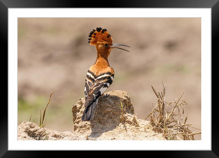 African Hoopoe standing on ground Framed Mounted Print by Chris Rabe