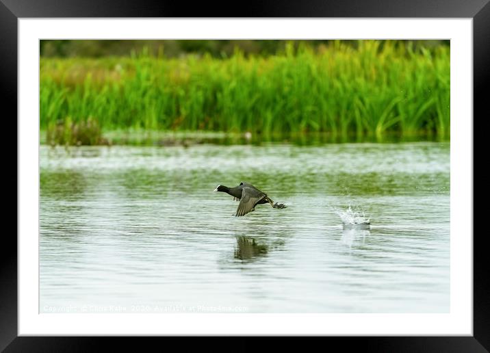 Coot sprinting over water Framed Mounted Print by Chris Rabe