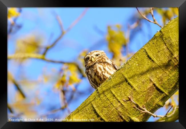 Little Owl in autumn Framed Print by Chris Rabe