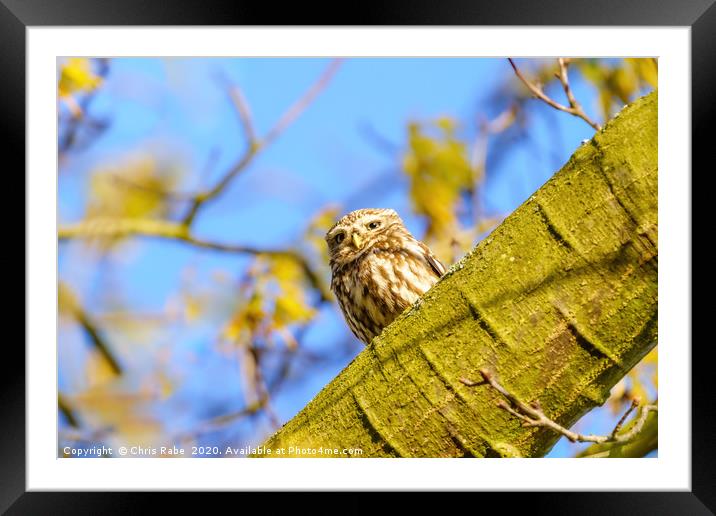 Little Owl in autumn Framed Mounted Print by Chris Rabe