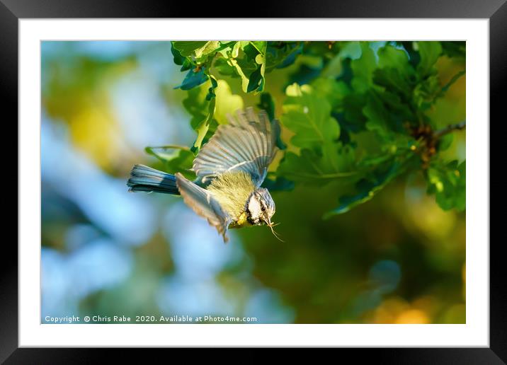 Blue Tit with a spider  Framed Mounted Print by Chris Rabe