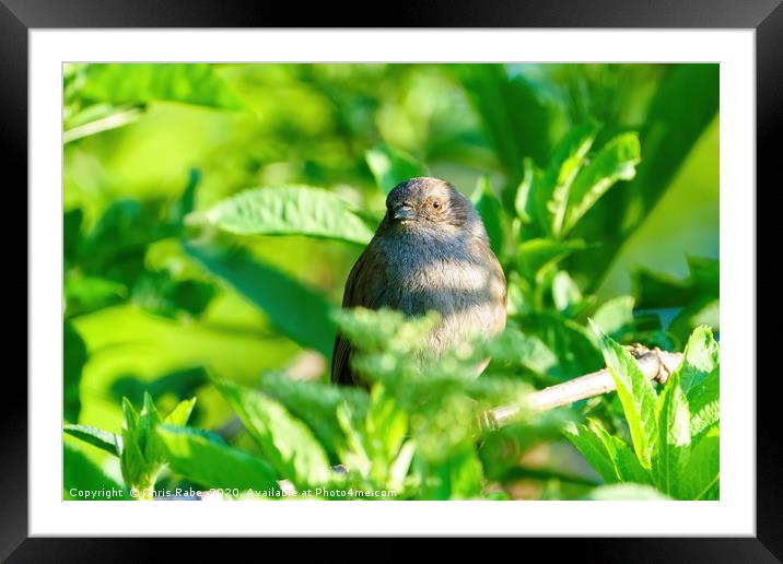 Dunnock in spring Framed Mounted Print by Chris Rabe