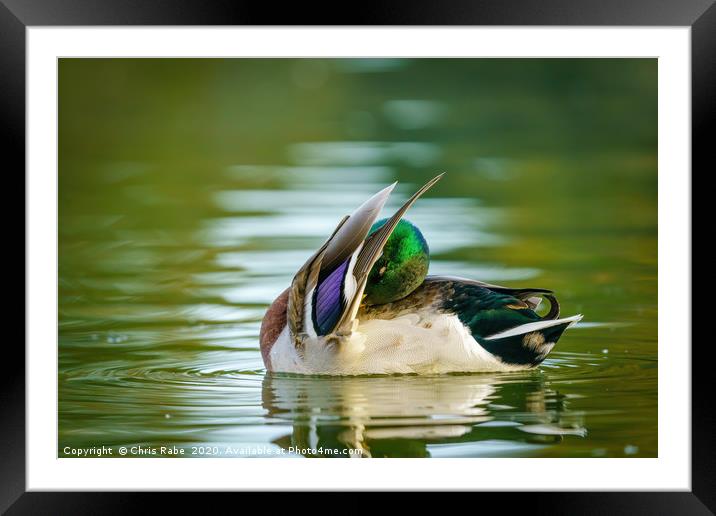 Male Mallard cleaning itself Framed Mounted Print by Chris Rabe