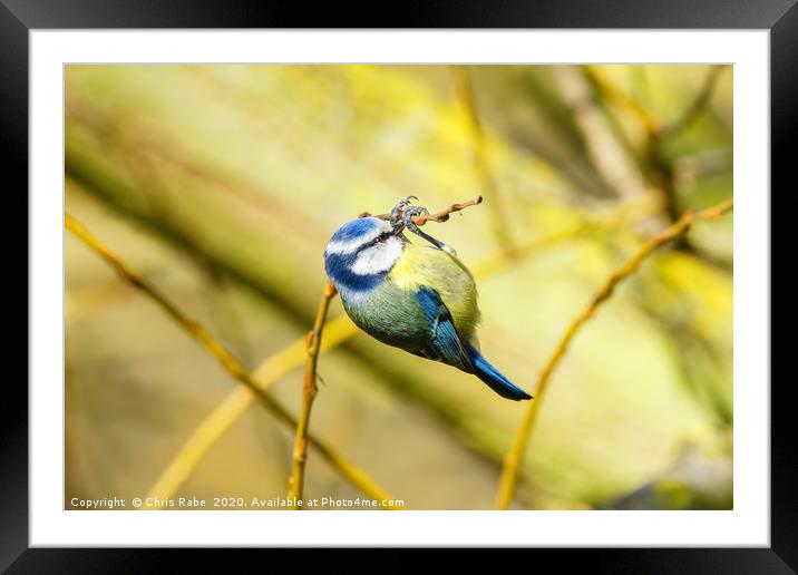 Blue Tit dangling from a twig Framed Mounted Print by Chris Rabe