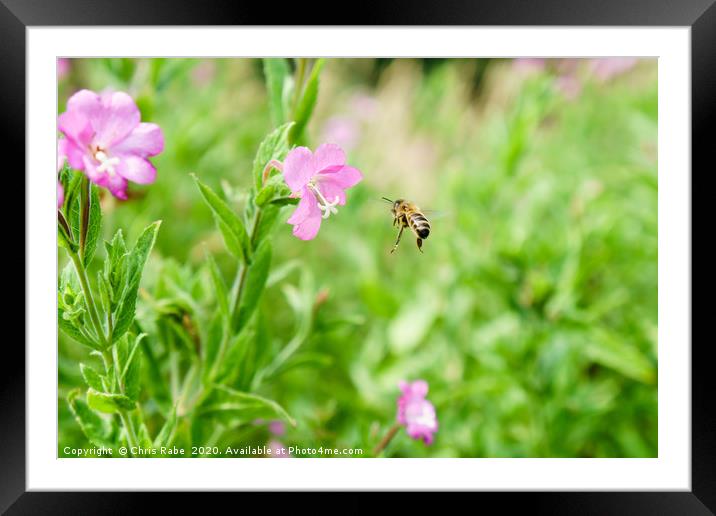 Honeybee coming in to land Framed Mounted Print by Chris Rabe