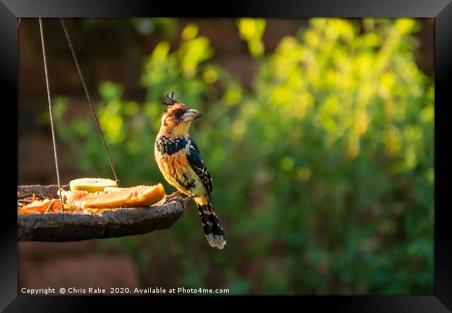 Crested Barbet in early morning light Framed Print by Chris Rabe