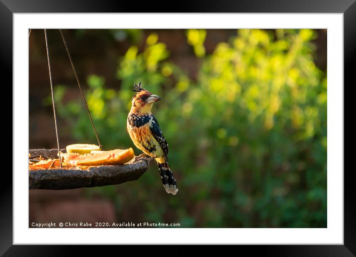 Crested Barbet in early morning light Framed Mounted Print by Chris Rabe