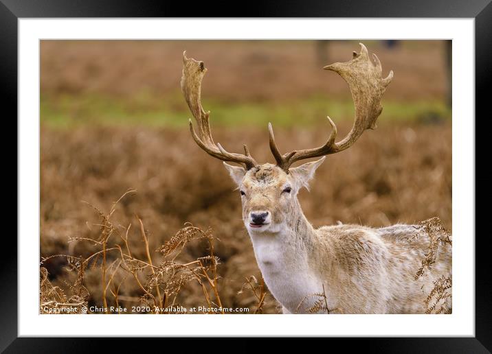 Male Fallow Deer stag Framed Mounted Print by Chris Rabe