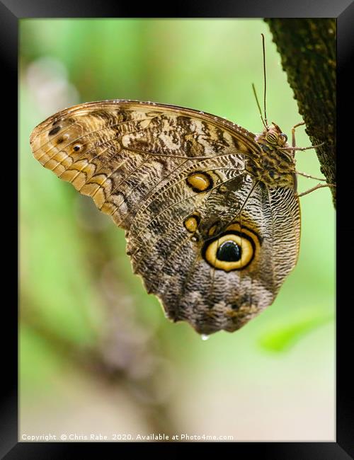 Owl Butterfly resting Framed Print by Chris Rabe