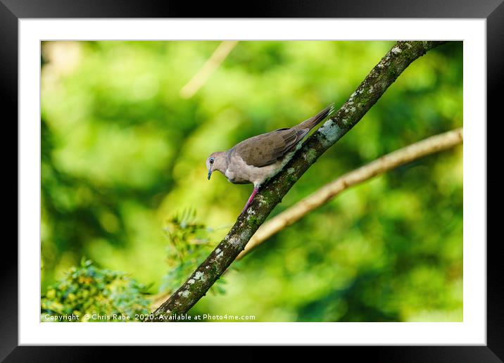 West Peruvian Dove climbing down a branch Framed Mounted Print by Chris Rabe