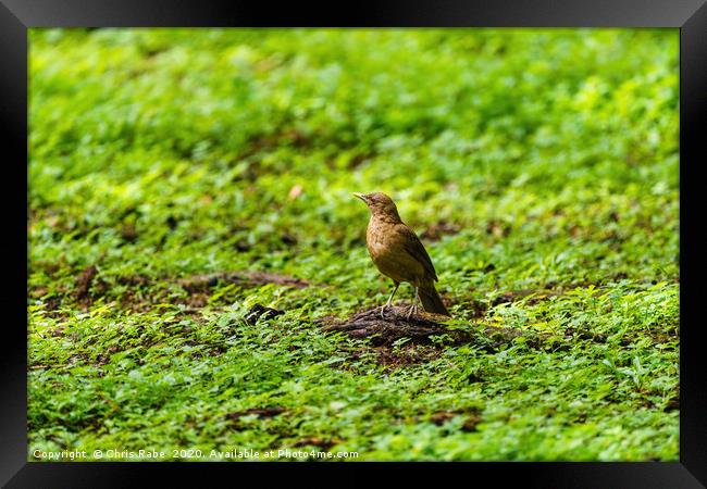 Clay-colored Thrush on the ground Framed Print by Chris Rabe