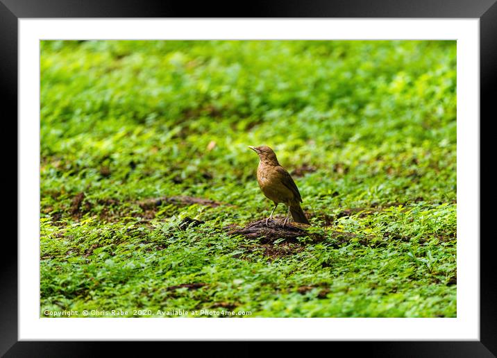 Clay-colored Thrush on the ground Framed Mounted Print by Chris Rabe