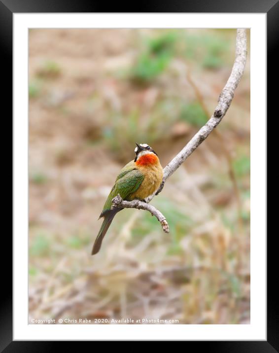 White-fronted Bee-eater  Framed Mounted Print by Chris Rabe