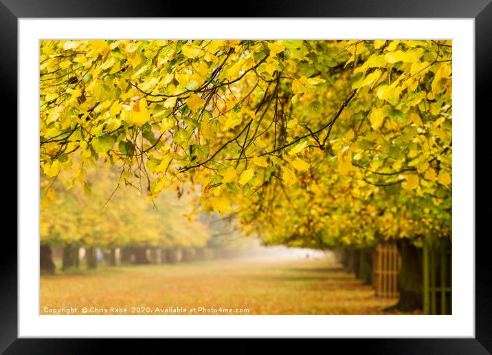 Bushy Park in autumn colours Framed Mounted Print by Chris Rabe