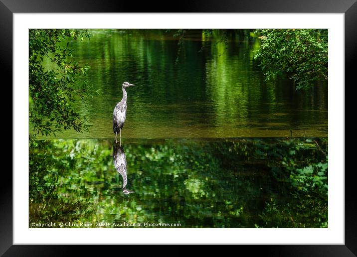 Grey Heron on the river crane Framed Mounted Print by Chris Rabe