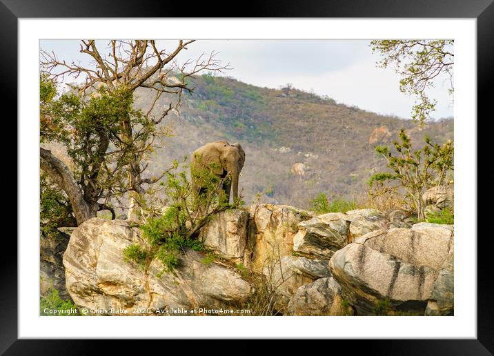 African Elephant bull on rocky hill Framed Mounted Print by Chris Rabe