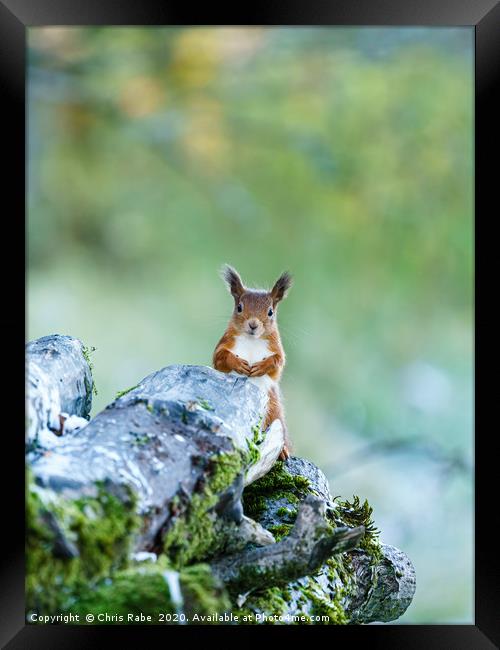 red squirrel  peaking out from behind logs Framed Print by Chris Rabe