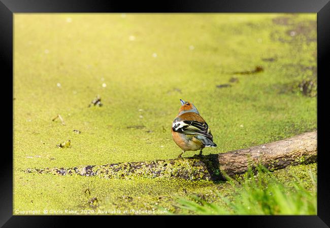 Chaffinch next to a pond Framed Print by Chris Rabe