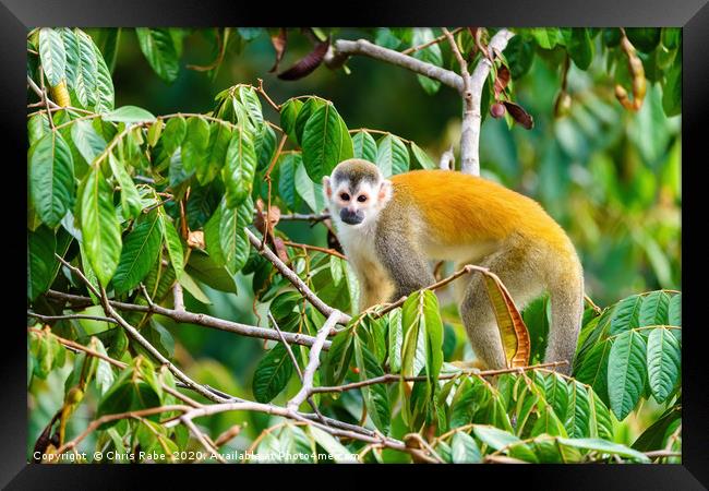 Squirrel Monkey  in tree top Framed Print by Chris Rabe