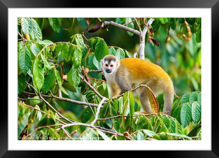 Squirrel Monkey  in tree top Framed Mounted Print by Chris Rabe