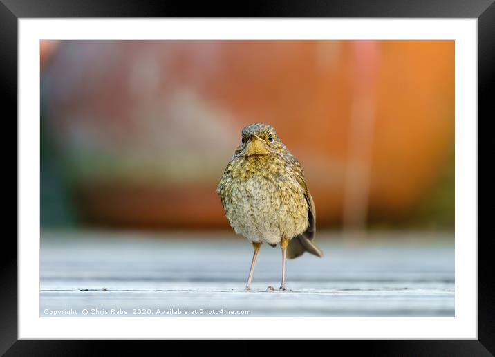 European Robin juvenile standing tall Framed Mounted Print by Chris Rabe