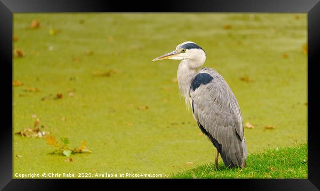 Grey Heron beside pond Framed Print by Chris Rabe