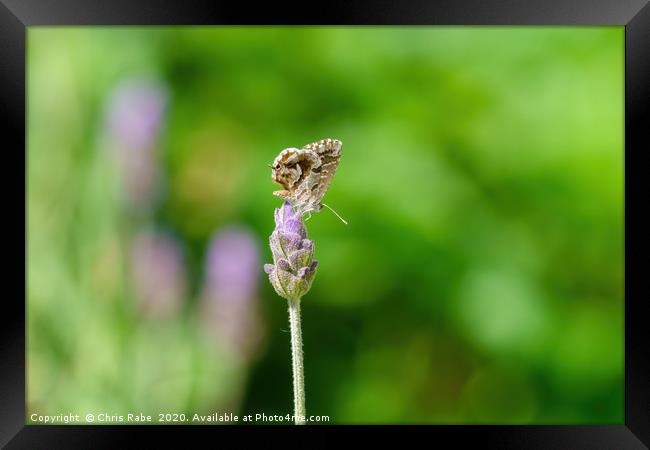 Geranium Bronze Butterfly Framed Print by Chris Rabe