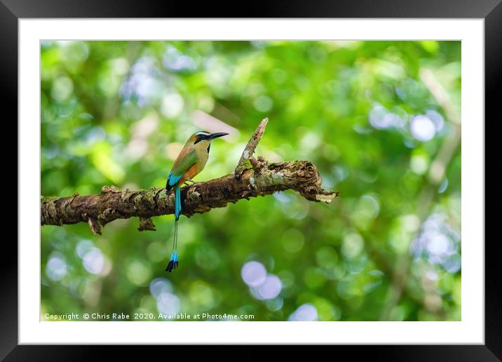 Turquoise-browed Motmot Framed Mounted Print by Chris Rabe