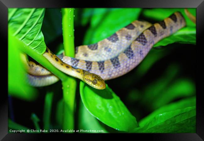 Banded Cat-eyed Snake  Framed Print by Chris Rabe