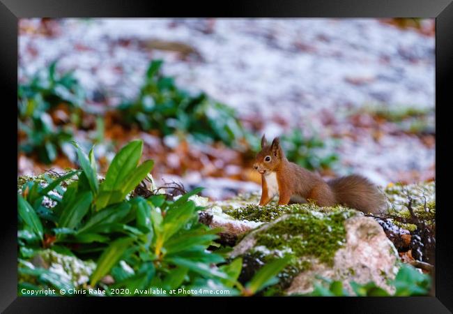 red squirrel gathering food Framed Print by Chris Rabe