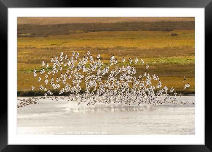 Pied Avocet flock taking off Framed Mounted Print by Chris Rabe